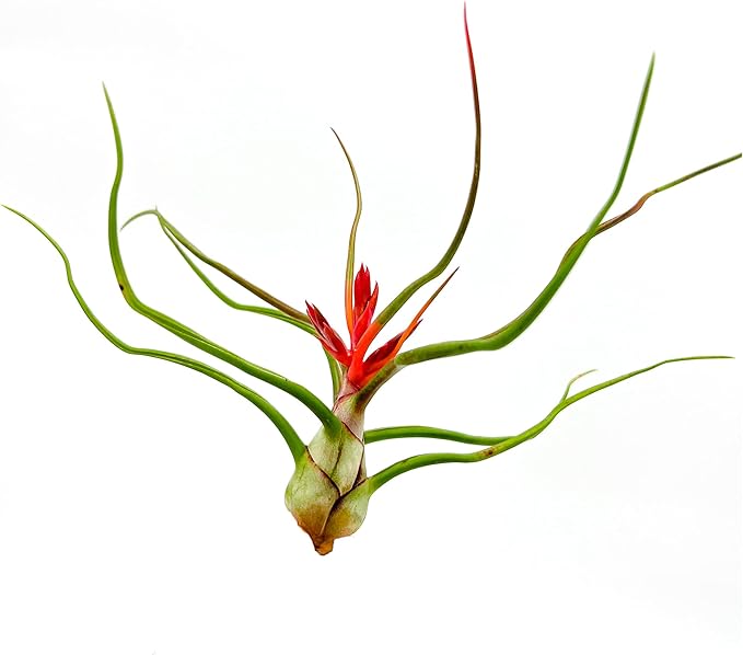 Air Plants - Flowering Tillandsia Bulbosa Belize, Giant 7-9" - 2ct - Live Arrival Guaranteed - House Plants for Home Decor & Gift