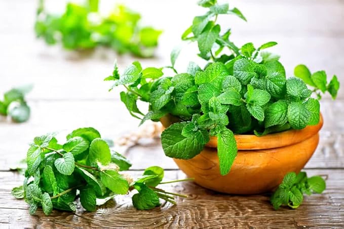 Spearmint Plant Potting Soil - All-Natural Blend for Thriving Spearmint Plants - Boosts Root Health and Aroma - 10 Quart