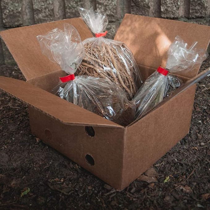 Ultimate Hosta Garden Collection 6-Pack of Bare Roots Hardy Mixed Heart-Shaped Hosta - Rich Green Foliage, Low Maintenance, Heart Shaped Leaves Great Perennials - 1000'S Sold