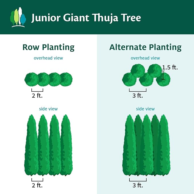 Brighter Blooms - Junior Giant Thuja Tree, 3-4 ft. - No Shipping to AZ