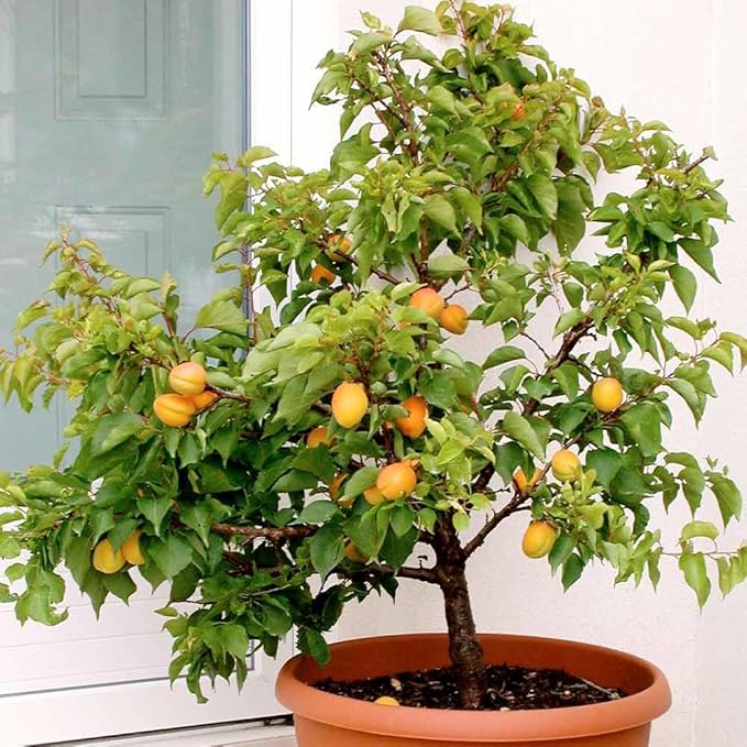 Premium Apricot Potting Soil Mix - Ideal Nutrient Blend for Growing Robust, Flavorful, and Bountiful Apricots - 20 Quart