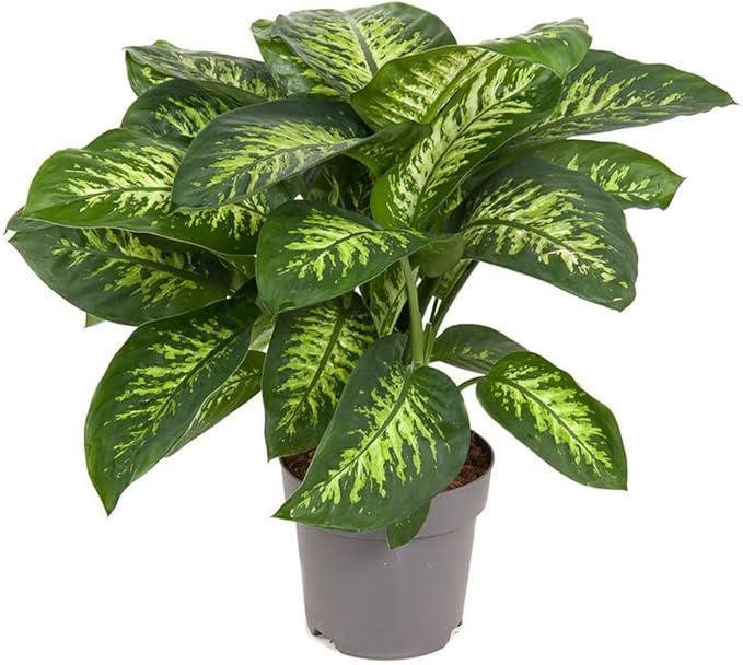 Premium Dumb Cane Potting Soil Mix - Ideal Blend for Growing Robust and Healthy Dumb Cane Plants - 20 Quart
