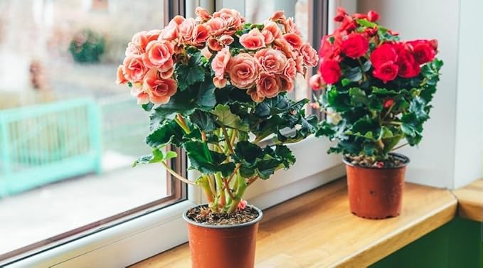 Begonia Plant Potting Soil - Enhance Blooming Beauty and Health with Professional Grade Nutrient-Rich Mix - 3 Quart