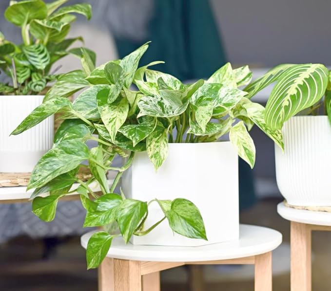Marble Queen Pothos Plant in 4 Inch Planter Pot for Plants, Low Light Plants Live Houseplants, Pothos Live Plant Decor, Live Plants Indoor Plants Live Houseplants Live Indoor Plants by Plants for Pets