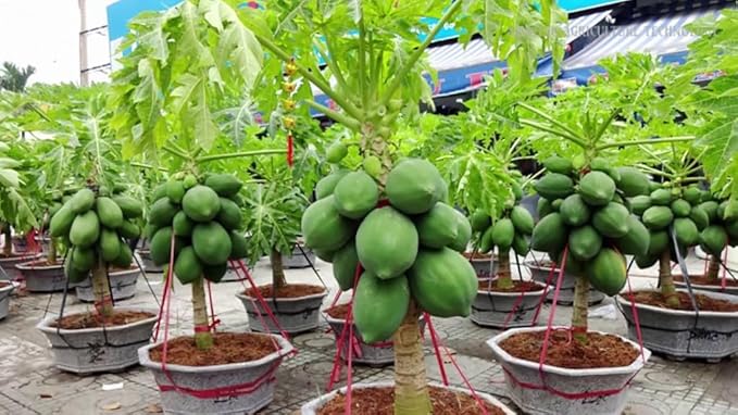 Papaya Plant Potting Soil - All-Natural Blend for Thriving Papaya Plants - Boosts Root Health and Fruiting Potential - 10 Quart