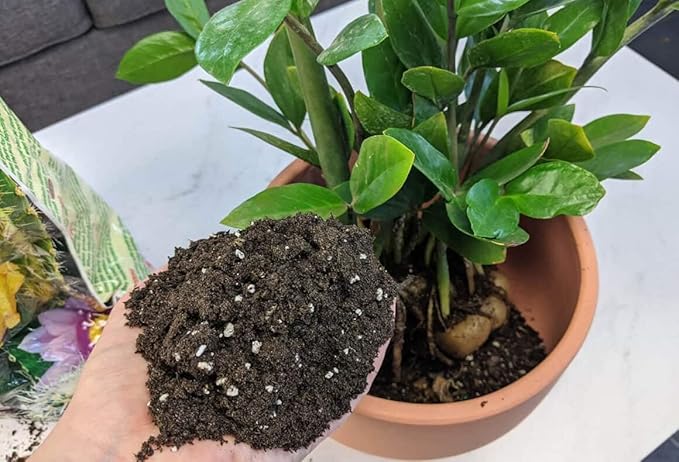 Premium ZZ Plant Superior Growth Soil - Perfect Aeration for Robust Root Development & Plant Health - 3 QUARTS