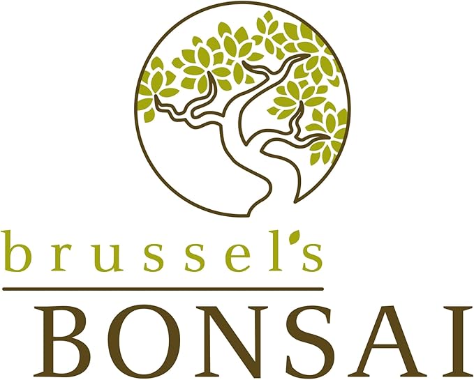 Brussel's Bonsai Live Golden Gate Ficus Grove Indoor Bonsai Tree-7 Years Old 10" to 14" Tall with Decorative Container, Medium