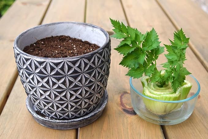 Premium Celery Potting Soil Mix - Optimal Nutrient-Rich Blend for Thriving and Crisp Celery Plants - 3 Quart