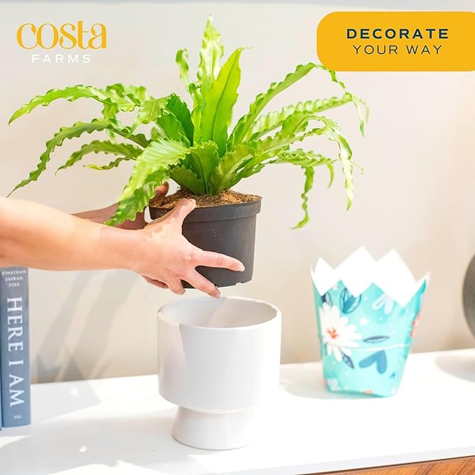 Costa Farms Bird's Nest Fern Live Indoor House Plant 15-Inches Tall, Grower's Pot