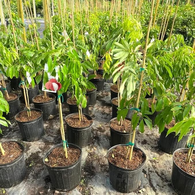 Premium Lychee Potting Soil Mix - Perfect Balance of Nutrients, Drainage, and Aeration for Thriving Lychee Trees - 3 Quart