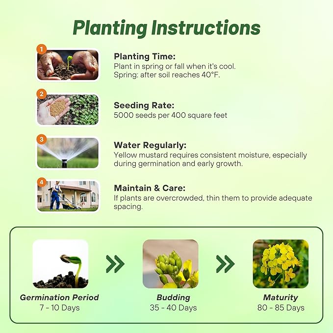 Outsidepride Yellow Mustard Seeds - 5000 Pcs Nutrient-Rich, Flavorful Annual Microgreen Seeds for Planting, Easy-to-Grow, Ideal for Indoor & Outdoor Cultivation, Soil & Hydroponic Systems