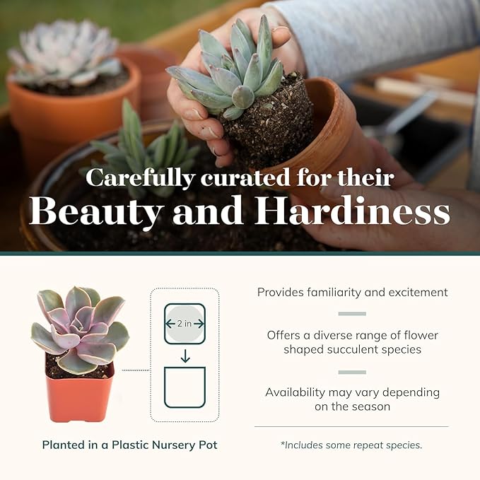 Shop Succulents Rosette Succulent Plant Pack Collection - Live Mini Succulent Plants, Low Maintenance, Floral Shaped Mix of Colors & Textures - Wedding and Party Favors, Gift & Garden, Pack of 12