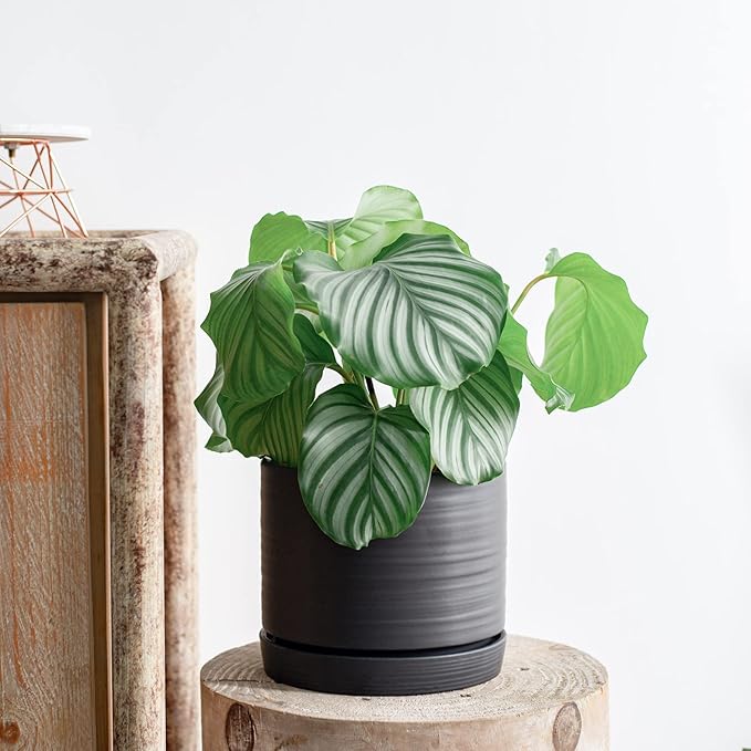 8 Inch Pots for Plants, Ceramic Planter Pot with Drainage Hole & Saucer, Indoor/Outdoor Cylinder Round Planter Pot, Matte Black