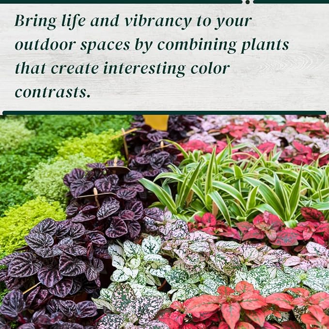 Polka Dot Plant Collection (4-Pack) - House Plants Indoors Live, Air Purifying Live Indoor House Plants, (Red, White, Rose, and Pink) Indoor Plants Live houseplants.