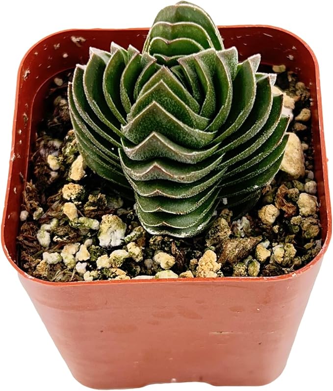 2" Live Succulent Crassula cv. Buddha's Temple, Succulent Plants Fully Rooted in Pots, Unique House Plant for DIY, Party Favor, Home Office Decoration