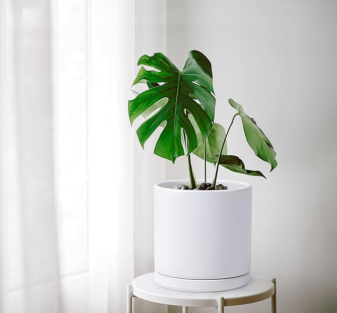 D'vine Dev 8 Inch Ceramic Planter Pot with Drainage Hole and Saucer, Indoor Cylinder Round Planter Pot, White, 94-O-D-1