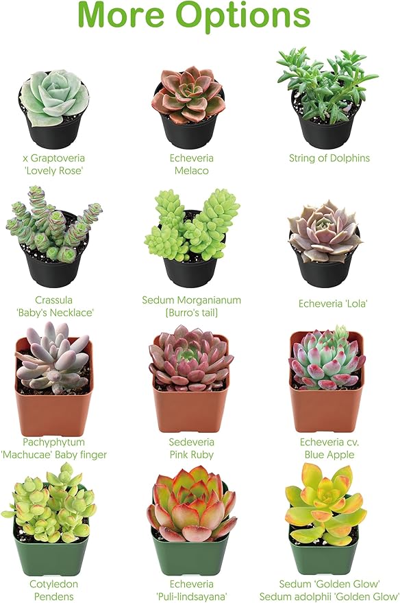 4-inch Succulent Aeonium Dodrantale, Live Succulents Plants Fully Rooted in Pots with Soil, Easy-Care House Plants for DIY, Home Office Decoration