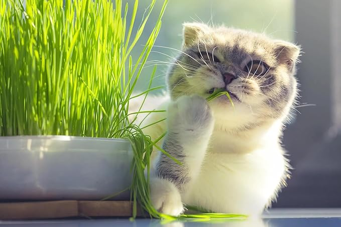 Cat Grass Planting Medium - Promote Healthy Digestion and Dental Health for Your Cat - 2 QUARTS