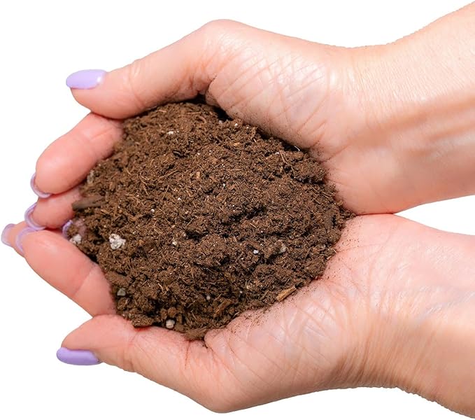 Money Tree Potting Soil, Soil Mix for Planting or Repotting Guiana Chestnut, Soil Blended to Properly Grow Money Tree Plants - (2 Quart Bag)