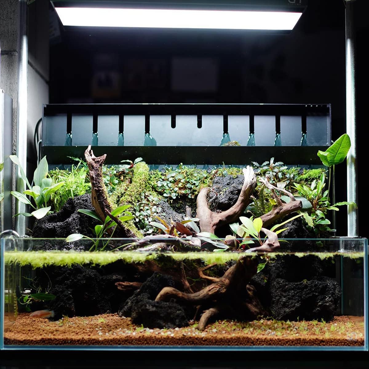 Anubias Live Aquarium Plants - Potted Freshwater Plant for Fish Tanks, Terrariums - Beginner Friendly Low Light (Congensis, 3 Pots)