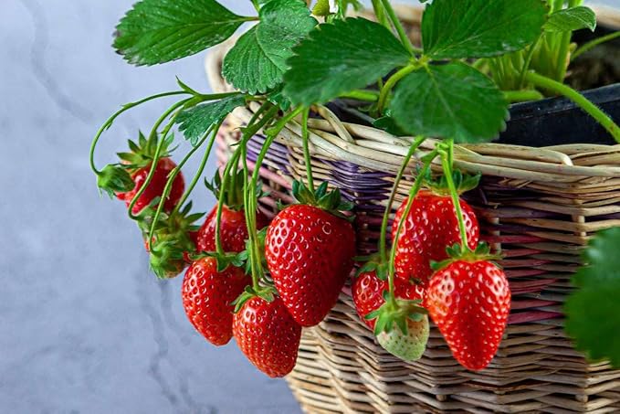 Strawberry Premium Potting Soil Mix - Ideal Blend for Growing Robust and Flavorful Strawberries - 5 Quart