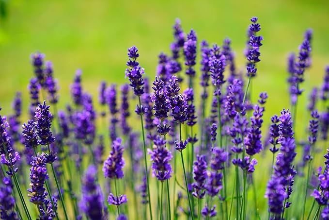 25 Flower Seed Packets Including 10+ Varieties - May Include: Forget Me Nots, Pinks, Marigolds, Zinnia, Wildflower, Poppy, Snapdragon and More - Made in The USA