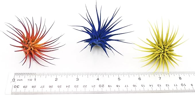 Dyed Tillandsia Ionantha Guatemala Enhanced Colored Colorful Air Plant Live Easy Care Indoor Outdoor Home Decor Gift Airplant by Awesome Industries Live Arrival Guaranteed (Yellow)