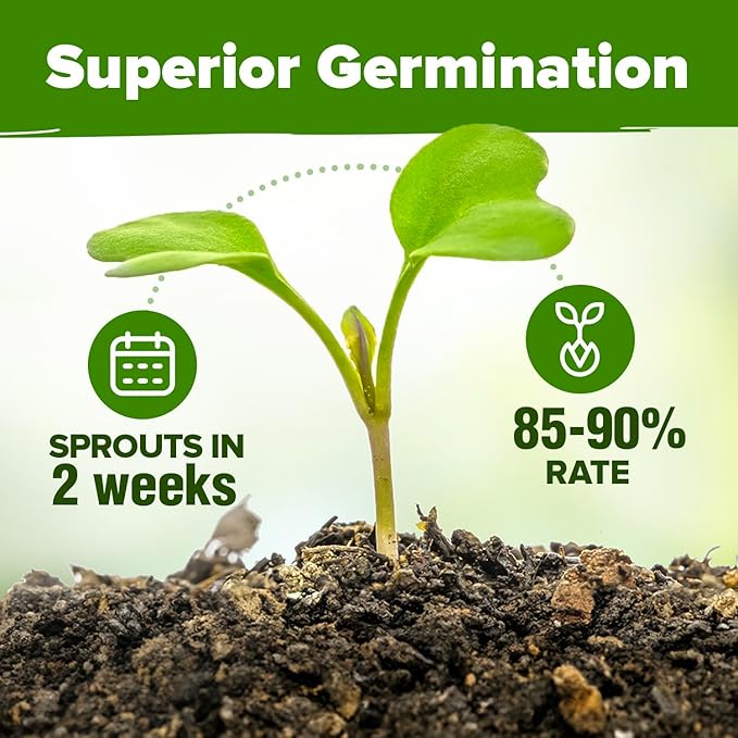 HOME GROWN 5 Herb Seeds for Planting 2,150+ Non-GMO Heirloom Seeds | Extra Large Variety Pack Herb Kit – Indoor Outdoor & Hydroponic | Culinary Seed Set | Grow Your Own Herbs | Gift for Beginners