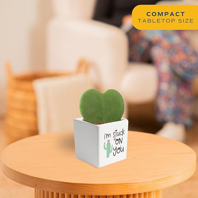 Costa Farms Hoya Heart Live Plant, Succulent-Like Houseplant in Cute Decor Plant Pot, Potting Soil, 5-Inches Tall | Valentines Day Gift | Valentines Day Decoration