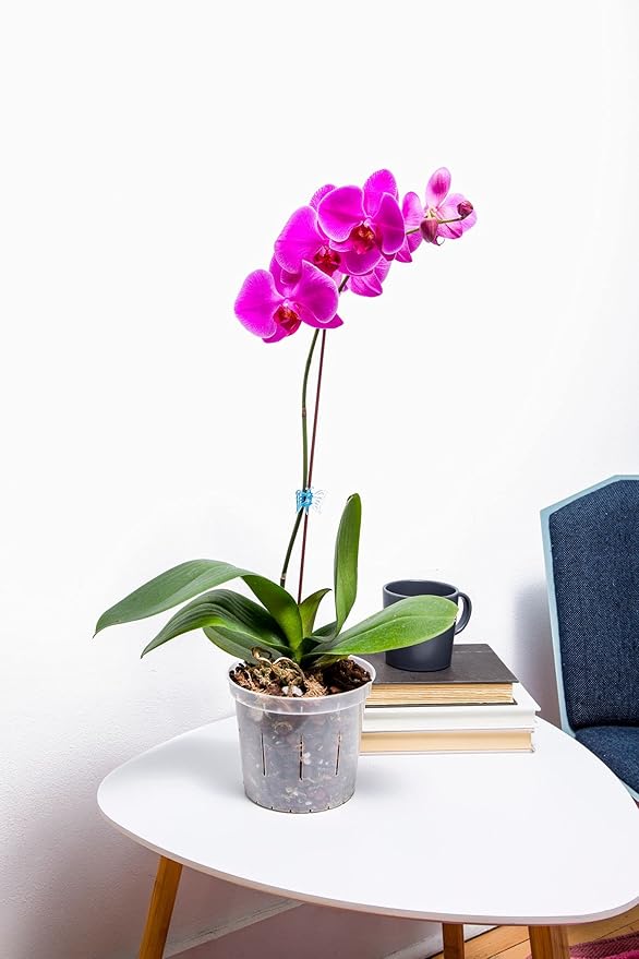 rePotme 4 inch Orchid Pot 3 Pack - Slotted Orchid Pots with Holes for Repotting (Crystal Clear)