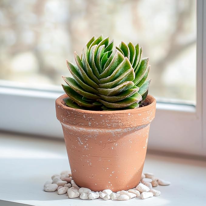 2" Live Succulent Crassula cv. Buddha's Temple, Succulent Plants Fully Rooted in Pots, Unique House Plant for DIY, Party Favor, Home Office Decoration