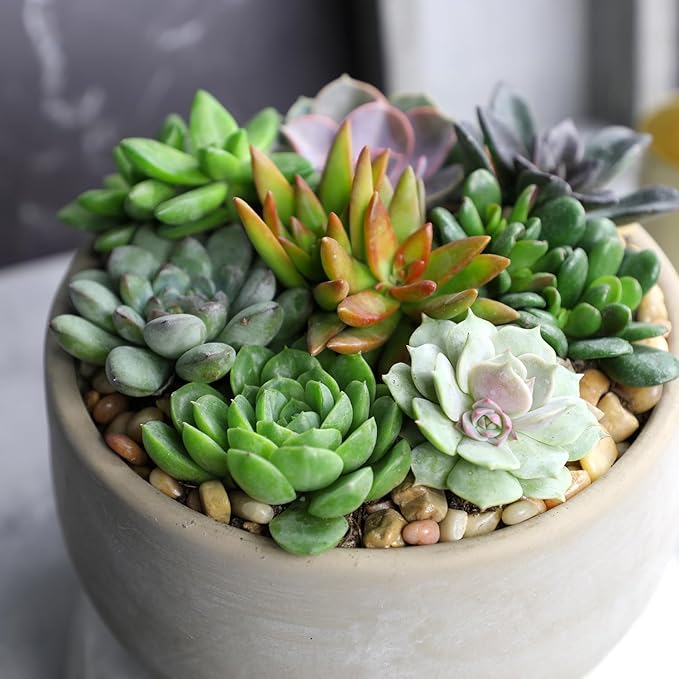 Altman Plants, Live Succulent Plants (20 Pack) Assorted Potted Succulents Plants Live House Plants in Cacti and Succulent Soil Mix, Cactus Plants Live Indoor Plants Live Houseplants in Planter Pots