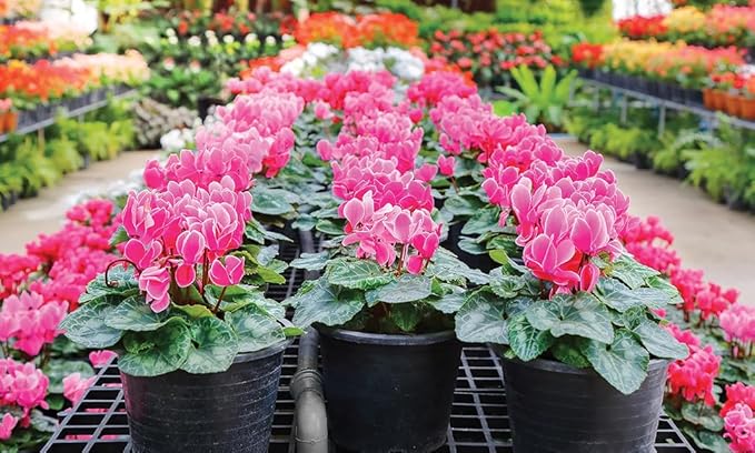 Premium Cyclamen Potting Soil Mix - Perfect Balance of Nutrients, Drainage, and Aeration for Thriving Blooms - 1 Quart