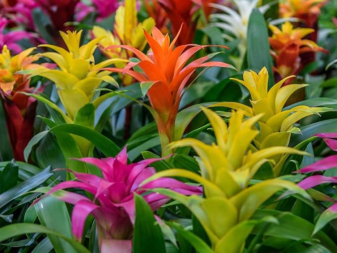 Bromeliad Potting Mix - Crafted for Superior Performance and Exquisite Blooms - 10 QUARTS