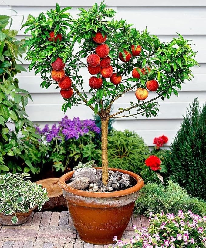 Premium Peach Potting Soil Mix - Optimal Nutrient-Rich Blend for Thriving and Juicy Peaches - 20 Quart