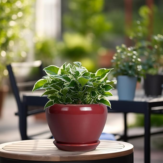 Ceramic Pot for Plants - 6 Inch Plant Pot Indoor with Drainage Hole and Saucer Succulent Pot Outdoor Planter Round Flower Pot for House Patio Decor Red