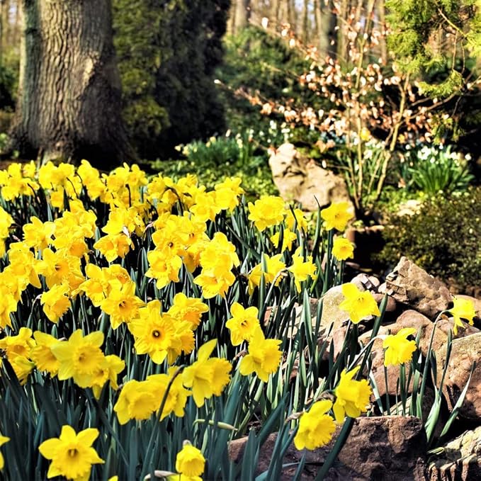 50 Yellow Daffodil Bulbs for Planting - Dutch Master Value Bag - Plant in Gardens, Borders & Flowerbeds - Bulb Size 10/12 cm - Easy to Grow Fall Flowers Bulbs by Willard & May