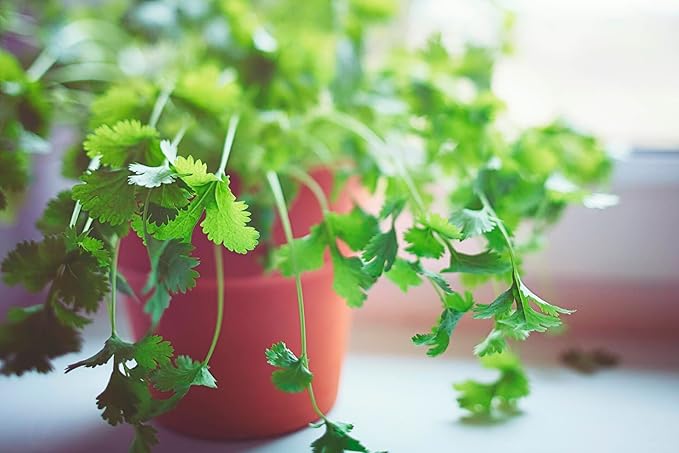 Premium Cilantro Plant Potting Mix - Crafted for Vigorous Cilantro Growth and Intense Flavor - 1 Quart