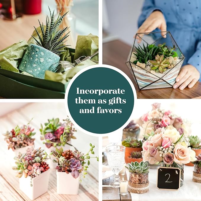 Shop Succulents Assorted Succulent Plant Pack Collection - Live Mini Succulent Plants, Low Maintenance, Mixture of Colors & Textures - Wedding and Party Favors, Gift & Garden, Pack of 6