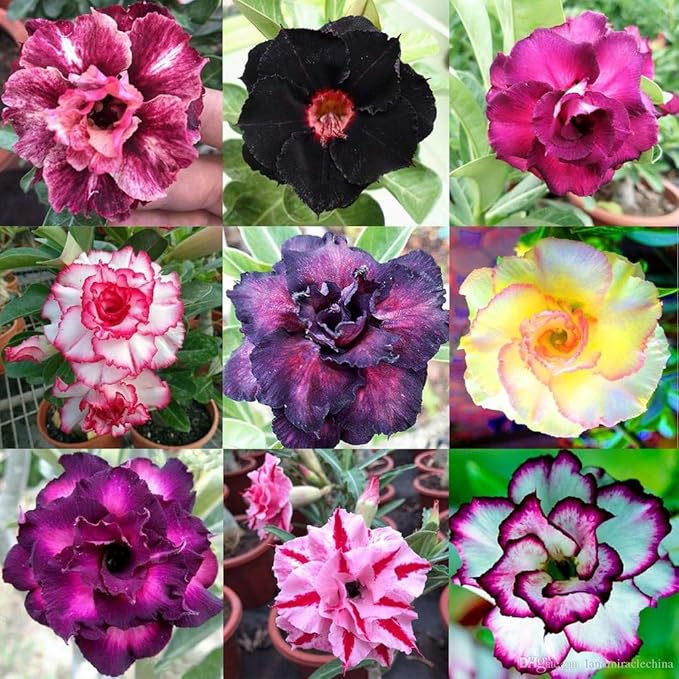 Desert Rose Potting Soil - Perfect Formula for Healthy and Vibrant Adenium Growth - 3 QUARTS