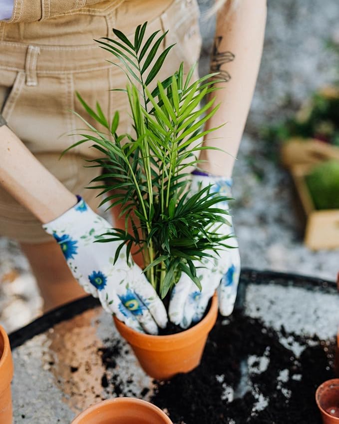 Palm Tree Potting Mix - The Ultimate Soil for Strong and Healthy Palms - Top Choice for Palm Tree Growers [10 Quart Bag]
