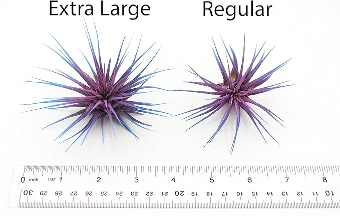 Dyed Tillandsia Ionantha Guatemala Enhanced Colored Colorful Air Plant Live Easy Care Indoor Outdoor Home Decor Gift Airplant by Awesome Industries Live Arrival Guaranteed (Light Blue)