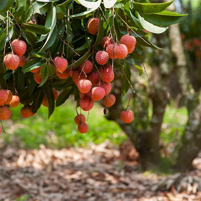 Premium Lychee Potting Soil Mix - Perfect Balance of Nutrients, Drainage, and Aeration for Thriving Lychee Trees - 1 Quart