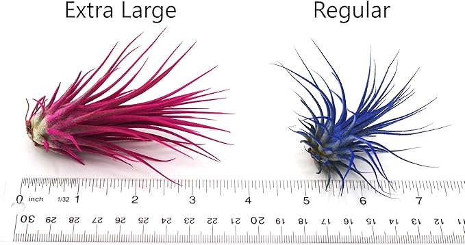 Dyed Tillandsia Ionantha Guatemala Enhanced Colored Colorful Air Plant Live Easy Care Indoor Outdoor Home Decor Gift Airplant by Awesome Industries Live Arrival Guaranteed (Yellow)