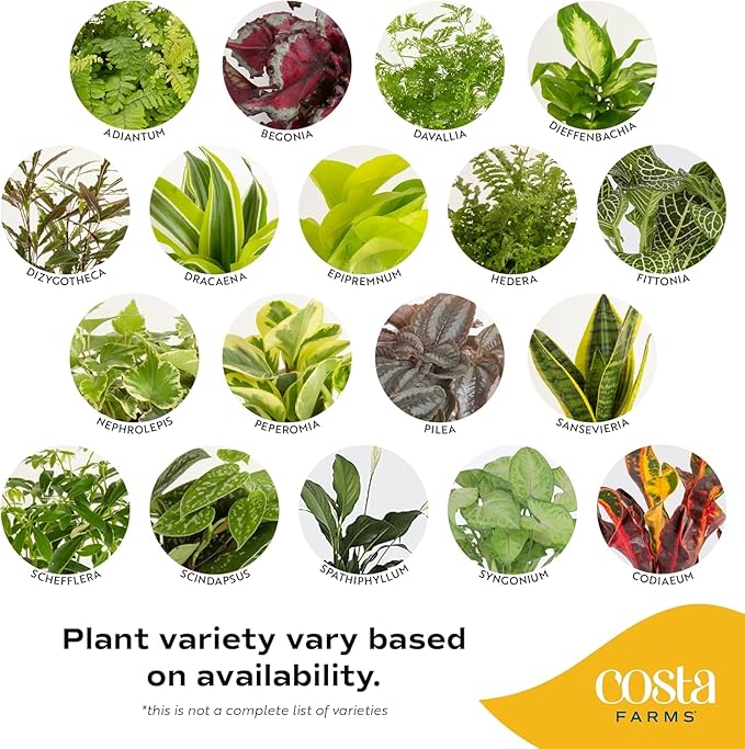 Costa Farms Live Plants (Pack of 2), Easy to Grow Real Indoor Houseplants, Air Purifying Plants, Grower's Choice in Home Décor Indoors Plant Pots, New House Gift or Room Décor