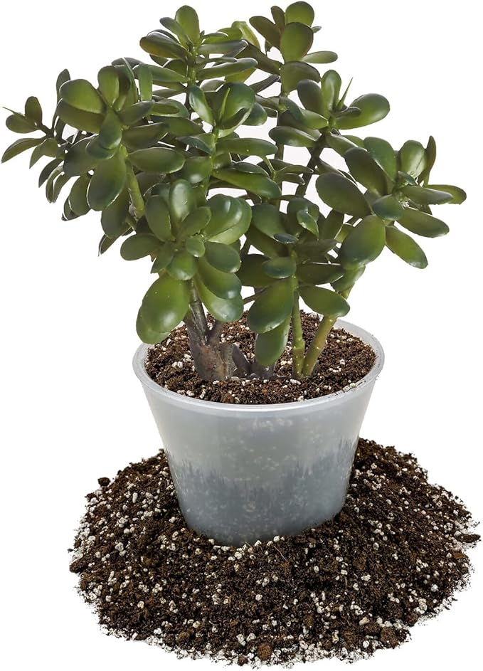 Premium Jade Plant Potting Soil Mix - (3 Quart Bag)