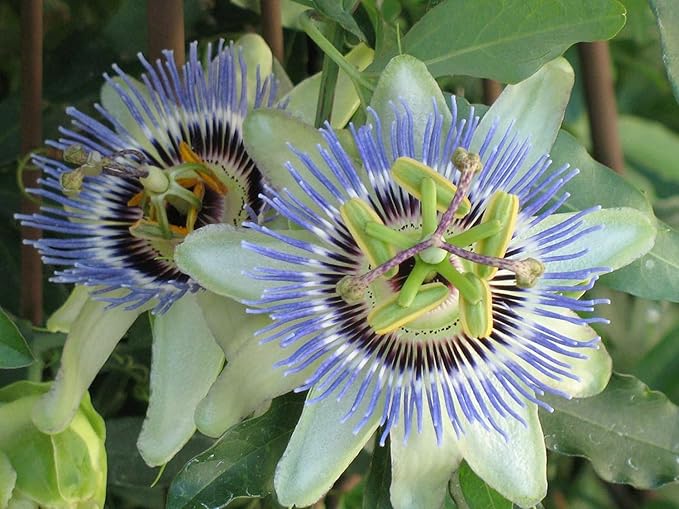 Premium Passion Fruit Potting Soil Mix - Perfect Balance of Nutrients, Drainage, and Aeration for Thriving Passion Fruit Vines - 3 Quart