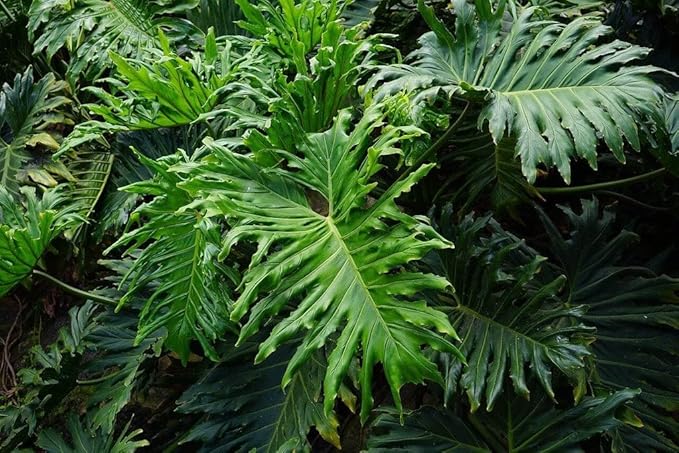 Split Leaf Philodendron Soil Mix - Trusted by Gardening Experts for Healthy and Strong Plants - 20 Quart (4 Bags of 5 Quart)