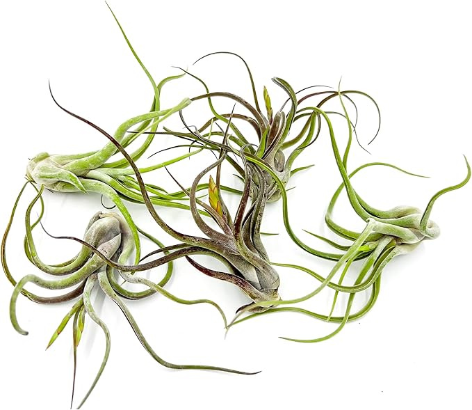 Air Plants - Flowering Tillandsia Caput Medusae, Large 5-7" - 5ct - Live Arrival Guaranteed - House Plants for Home Decor & Gift