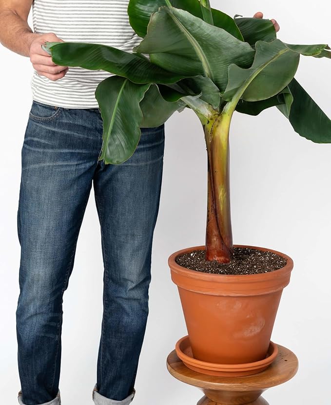 Banana Tree Potting Mix - High-Performance Formula for Vibrant Growth and Abundant Fruit Production - Unlock The True Potential of Your Banana Trees (20 Quart)